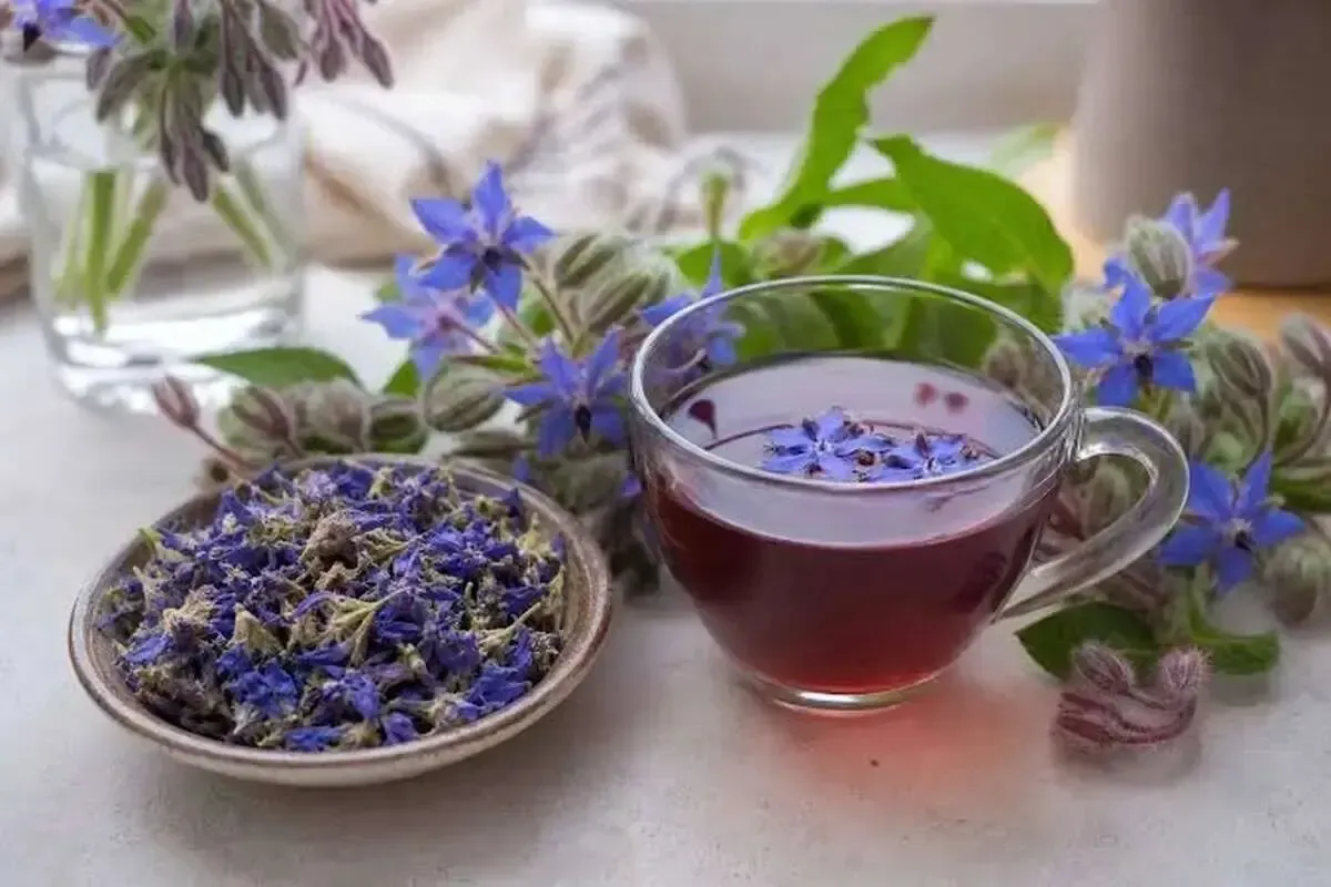 آیا گل‌گاوزبان واقعاً اضطراب را کاهش می‌دهد؟